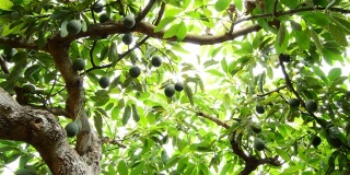 鳄梨在树上结有果实