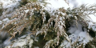 冷杉的树枝上覆盖着雪花在风中的公园
