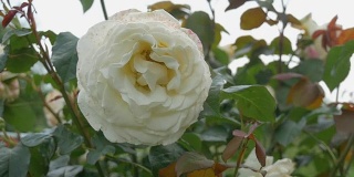 娇嫩的白花，在夏日的花园里随风摇曳。