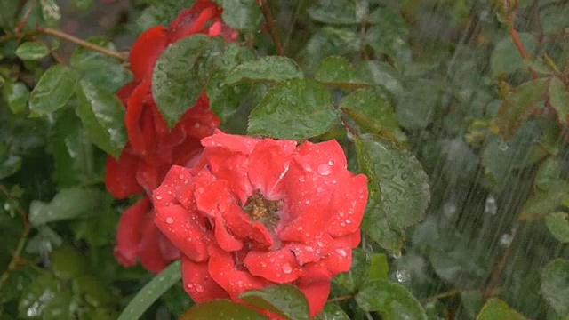 绿底雨点下，红花绽放