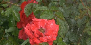 绿底雨点下，红花绽放