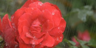 雨点下一朵美丽的红玫瑰。
