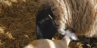 母羊在牲口棚里生产后舔自己的小羊羔