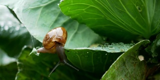 小蜗牛在雨中爬卷心菜叶。