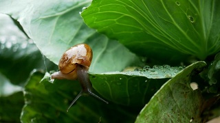 小蜗牛在雨中爬卷心菜叶。视频素材模板下载
