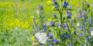 蝴蝶在草地的花上飞舞
