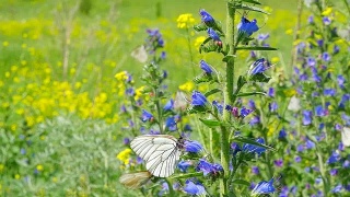 蝴蝶在草地的花上飞舞视频素材模板下载