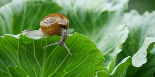 小蜗牛在雨中爬卷心菜叶。