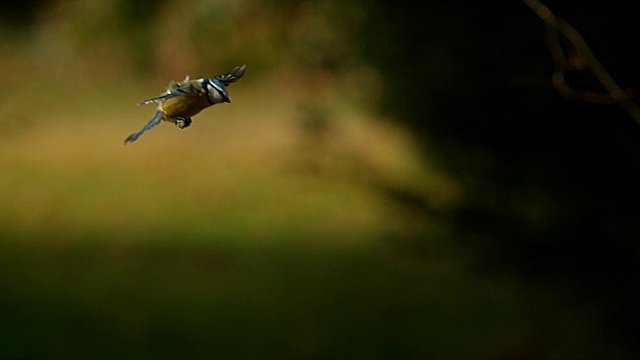 蓝山雀，青色雄雀，飞行中的成人，诺曼底，4K慢镜头