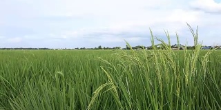 田里的稻穗伴着天空和云朵。
