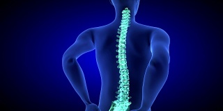 健康的脊椎。脊椎疼痛。健康蓝色人体解剖身体3D扫描渲染在蓝色背景