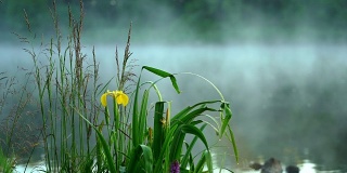 野草和美丽的鸢尾花与露水雾清晨湖上。概念生态、环境、自然、夏、春、四季。自然明亮的宏观景观