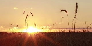 夏天金色的麦田上五颜六色的夕阳