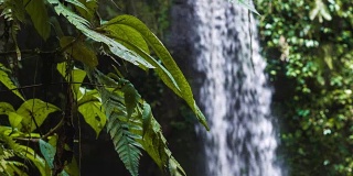 近距离的丛林蕨类植物移动由微风的热带瀑布