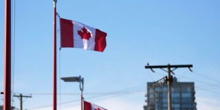 在旗杆上飘扬的加拿大国旗从离焦到聚焦的运动