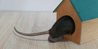 木房子里的家鼠