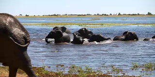非洲象家族放牧水的乐趣