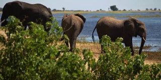 非洲象家族放牧水的乐趣