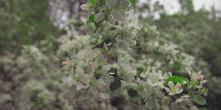 带花和芽的苹果枝