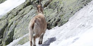 野山羊在其自然的高山栖息地