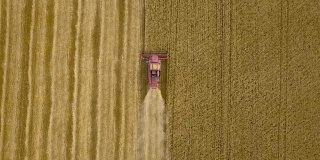 从上方鸟瞰联合收割机在日落时采集小麦。收获谷田，收获季节。4 k。美丽的自然航空景观。食品工业的概念