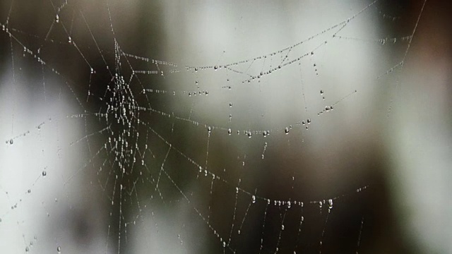 水滴在蜘蛛网上
