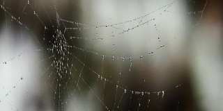 水滴在蜘蛛网上