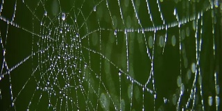 水滴在蜘蛛网上。