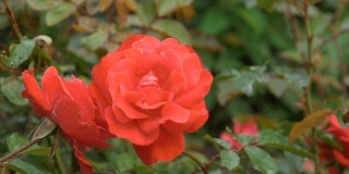 美丽的红玫瑰与水珠