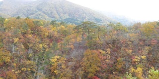 日本鸣子峡谷的秋色和漂亮的蓝色和云彩背景