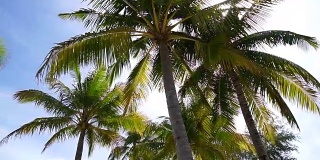 HD天堂岛概念。阳光下的椰子树，美丽的热带海滩