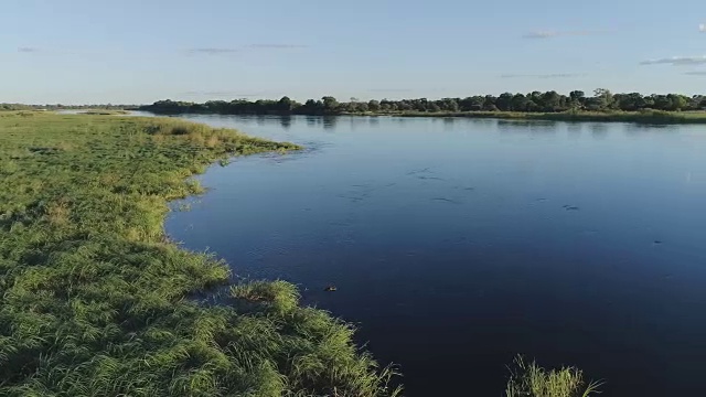 奥卡万戈河里的河马。无人机的观点。