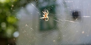蜘蛛在网上吃它的猎物在阳光，蜘蛛捕捉昆虫在蜘蛛网近距离，蜘蛛等待猎物在中心网