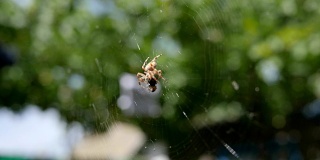 花园蜘蛛在露天狩猎它的猎物，蜘蛛在网上吃它的猎物进入阳光，蜘蛛捕捉昆虫在蜘蛛网