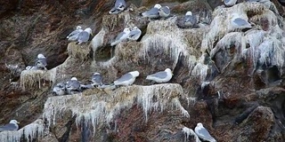 海鸥攻击小海雀的筑巢群