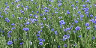 风吹过麦田，开出许多蓝色的矢车菊，
