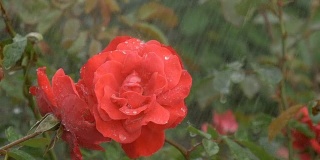 花红玫瑰在雨滴下，在绿色的背景