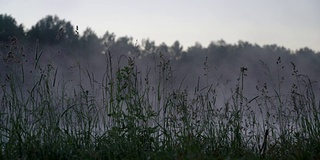 野草和露水薄雾清晨的湖上。概念生态、环境、自然、夏、春、四季。自然明亮的宏观景观