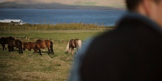 参观动物农场的两个人的后视图。商业伙伴谈论冰岛马