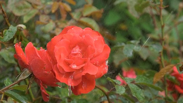 雨点下一朵美丽的红玫瑰。