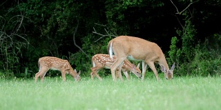 白尾鹿，小鹿和母鹿