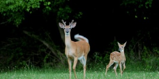 白尾鹿，小鹿和母鹿