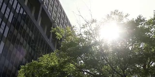 锁定拍摄的公司办公大楼与太阳能镜头耀斑通过一棵树
