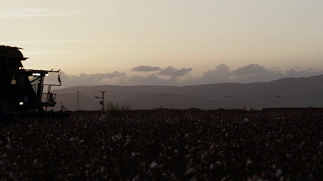 棉花收割机在收获棉花时的日落