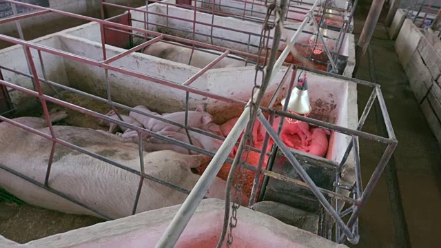 在一个工业养猪场，母亲和小猪在产房里