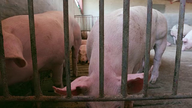 在一个工业化养猪场里，小猪们透过围栏往外看