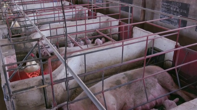 移动拍摄的母亲和小猪在一个工业养猪场的产房