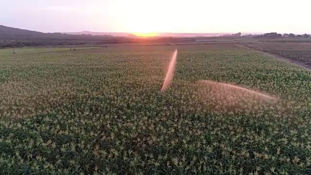灌溉玉米的背光鸟瞰图