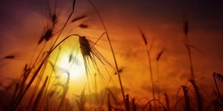 小麦，黑麦，水稻穗剪影摇摆在夕阳背景，电影的dof