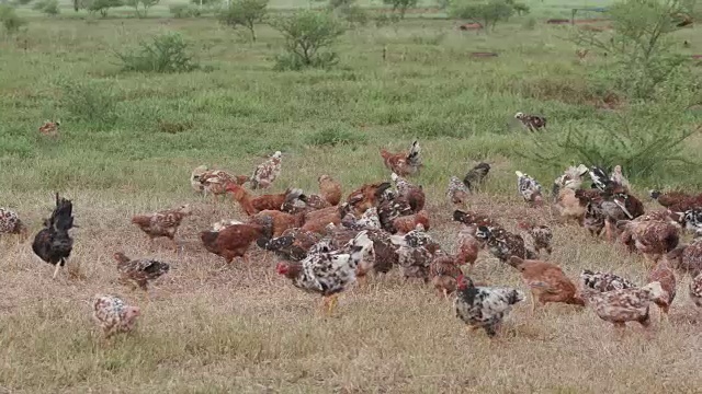 放养的寻找食物的鸡